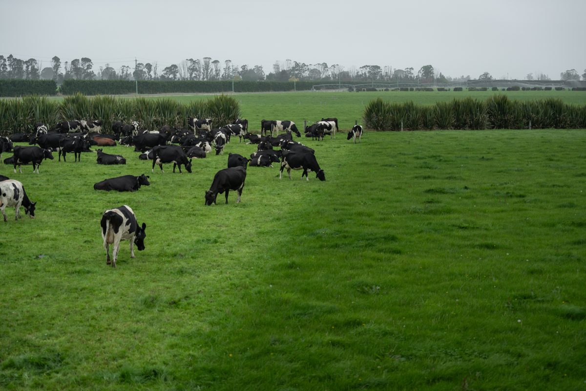 Vaches laitières en pâturage français : le lait à l'origine de la whey Nutripure
